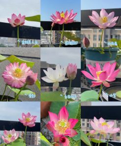 Hạt Giống Sen Nhật Mini 100gr – Sen Cảnh Thanh Tao, Gieo Trồng Số Lượng Lớn