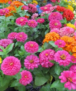 Hạt Giống Hoa Cúc Lá Nhám 1kg – Cúc Mặt Trời Siêu Sai Hoa, Dễ Trồng, Phủ Kín Sân Vườn