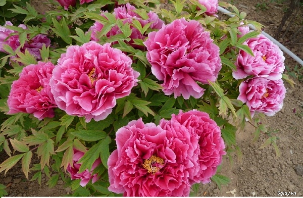 20160521_0d540ba685343b569bdf8c9a309c8772_1463807841 - Copy