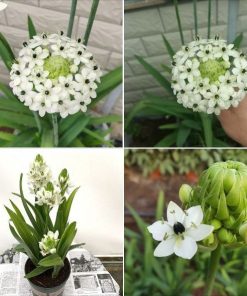 Củ Giống Hoa Thiên Nga Mắt Ngọc – Thanh Khiết, Sang Trọng & Hiếm Có