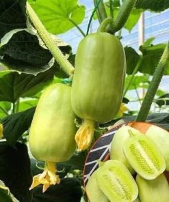 🥒💎 Hạt Giống Dưa Leo Ngọc Nữ – Gói 10 Hạt, Giống Siêu Trái, Dễ Trồng, Giòn Ngọt Thanh Mát