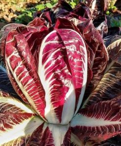 Hạt Giống Xà Lách Cải Thảo Đỏ Dài Radicchio – Gói 2gr, Lá Đỏ Tím Sang Trọng, Giòn Ngọt Độc Đáo
