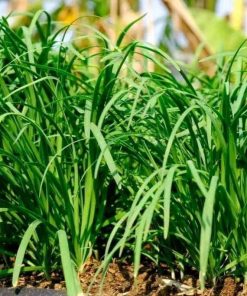 Hạt Giống Hẹ Xanh – Gói 15gr, Dễ Trồng, Cắt Liên Tục Quanh Năm, Hương Vị Thanh Mát, Năng Suất Cao