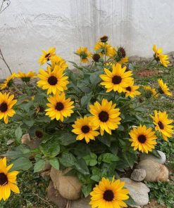 Hạt Giống Hoa Hướng Dương Lùn Nhiều Bông – Gói 100 Hạt, Siêng Nở, Cực Kỳ Dễ Trồng