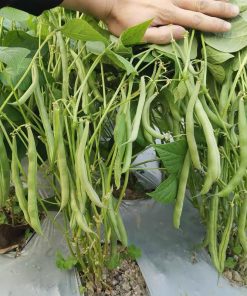 Hạt Giống Đậu Cove Lùn Siêu Quả – Gói 10gr, Cây Thấp Dễ Trồng, Trái Sai Dài Giòn Ngọt