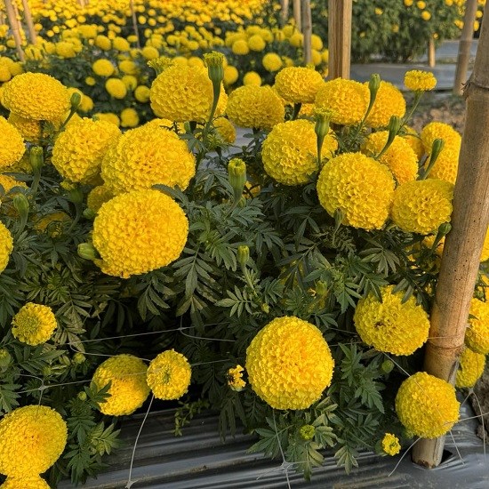 Hạt giống hoa nở mùa Tết và dịp lễ MonSeeds