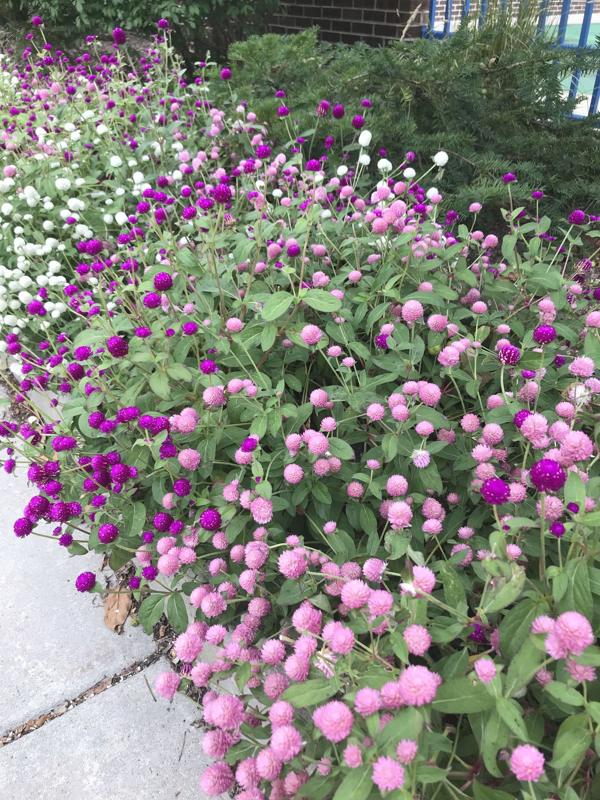 Hạt giống hoa dễ trồng quanh năm MonSeeds