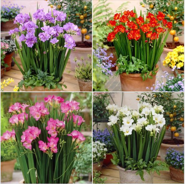 556e9f0e17d1a9e4f2d14d6c9cb7ea66.jpg_720x720q80