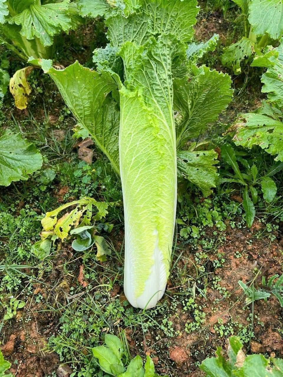 558302255_25612448711689857_1413011381310645403_n