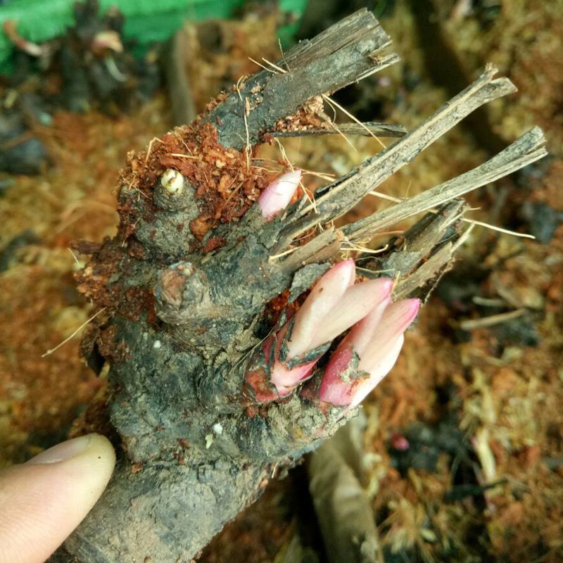 56436484_2372072586357774_3499149412699996160_n - Copy