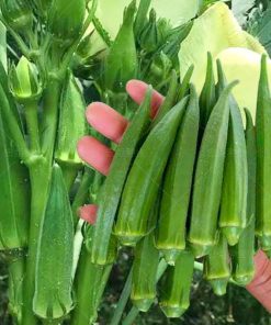 Hạt Giống Đậu Bắp Xanh Thái Lan – Gói 30 Hạt, Nảy Mầm Cao, Trái Non Dài Giòn, Siêu Dễ Trồng