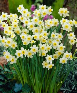 Củ Giống Hoa Thủy Tiên – Thanh Tao, Quý Phái & Biểu Tượng Tài Lộc Mùa Xuân