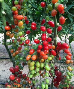 🍅 Hạt Giống Cà Chua Bi Cherry – Cà Chua Hoa Quả Ngọt Thanh, Dễ Trồng (Gói 30 Hạt)