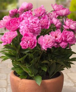 Củ Giống Hoa Mẫu Đơn – Vẻ Đẹp Vương Giả & Biểu Tượng Phú Quý Trường Tồn