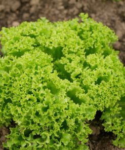 Hạt Giống Xà Lách Xoăn Thái Lan – Gói 0.5gr, Giống Rau Ăn Lá Sạch, Dễ Trồng, Nảy Mầm Cao