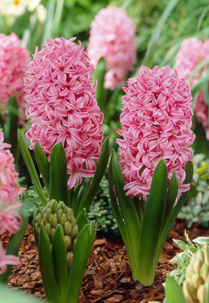cay-hyacinthus-orientalis-pink-peark-cu-tien-ong-pink-pearl-8
