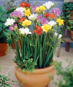 Set 5 Củ Giống Hoa Lan Nam Phi – Sắc Hoa Thanh Khiết, Hương Ngát Như Nắng Xuân