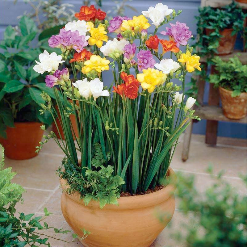 chau-hoa-lan-nam-phi