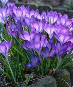 Set 5 Củ Giống Hoa Nghệ Tây (Saffron Crocus) – Sắc Tím Sang Trọng, Hoa Quý Của Hoàng Gia