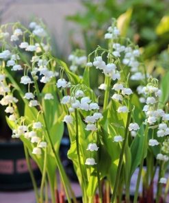 Set 5 Củ Giống Hoa Linh Lan – Biểu Tượng Hạnh Phúc & May Mắn Thanh Khiết