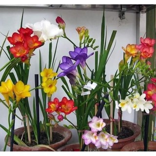 db52b8e66a953419ca2d24d6bf4a1d42_tn