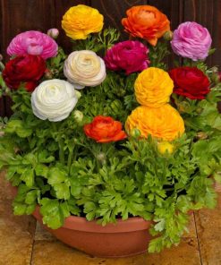 Set 5 Củ Giống Hoa Mao Lương Mix Màu – Hồng Ri Ba Tư | Sắc Hoa Kiêu Sa, Nở Rộ Đón Xuân