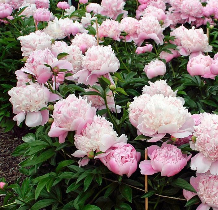 hat-giong-hoa-mau-don-2 - Copy