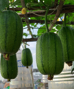 Hạt Giống Mướp Táo Ngọt Đài Loan – Ra Trái Siêu Sai, Ăn Là Mê