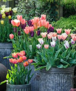 Set 5 Củ Giống Hoa Tulip Hà Lan – Sắc Xuân Châu Âu Kiêu Sa, Biểu Tượng Tình Yêu & May Mắn