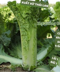 Hạt Giống Bắp Cải Thảo Hỏa Tiễn – Gói 1gr, Giống Cao Sản, Tăng Trưởng Nhanh, Dễ Trồng Quanh Năm