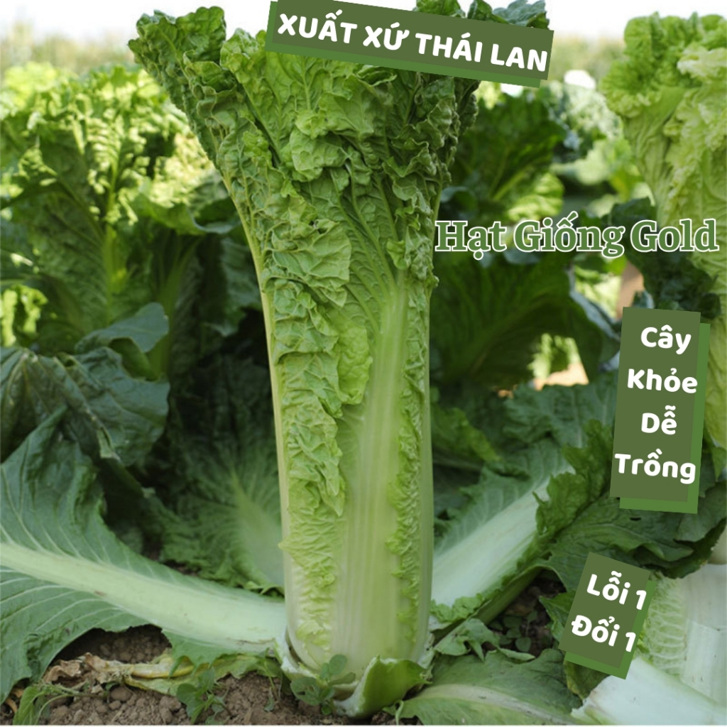 vn-11134207-7r98o-lrscw211zyxlfb