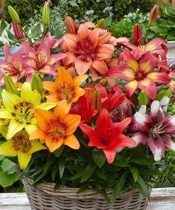 Set 5 Củ Giống Hoa Ly Lùn Hà Lan Mix Màu – Thanh Khiết, Sang Trọng & Nở Rộ Đón Xuân