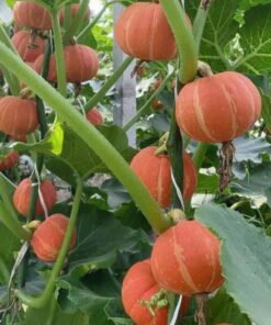 Hạt Giống Bí Mặt Trời Đỏ F1 – Trái Đỏ Cam Rực Rỡ, Thịt Dẻo Ngọt