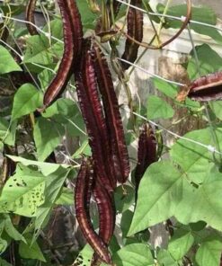 đậu rồng tím leo giàn cho năng suất cao