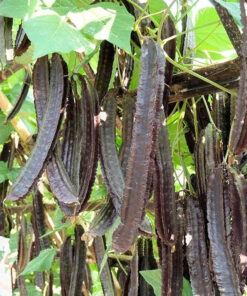 cây đậu rồng tím phát triển khỏe mạnh