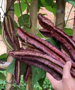 hạt giống đậu rồng tím tỷ lệ nảy mầm cao