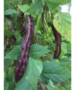 hạt giống đậu rồng tím thái lan chất lượng cao