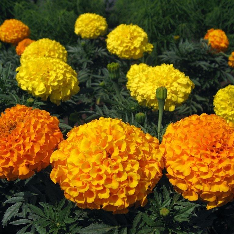 cuc-van-tho-my-trong-ven-loi-di.webp
