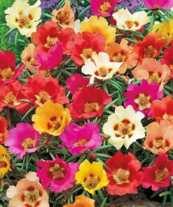Hạt giống 10 giờ đơn mix màu – Dễ trồng, nhiều sắc hoa