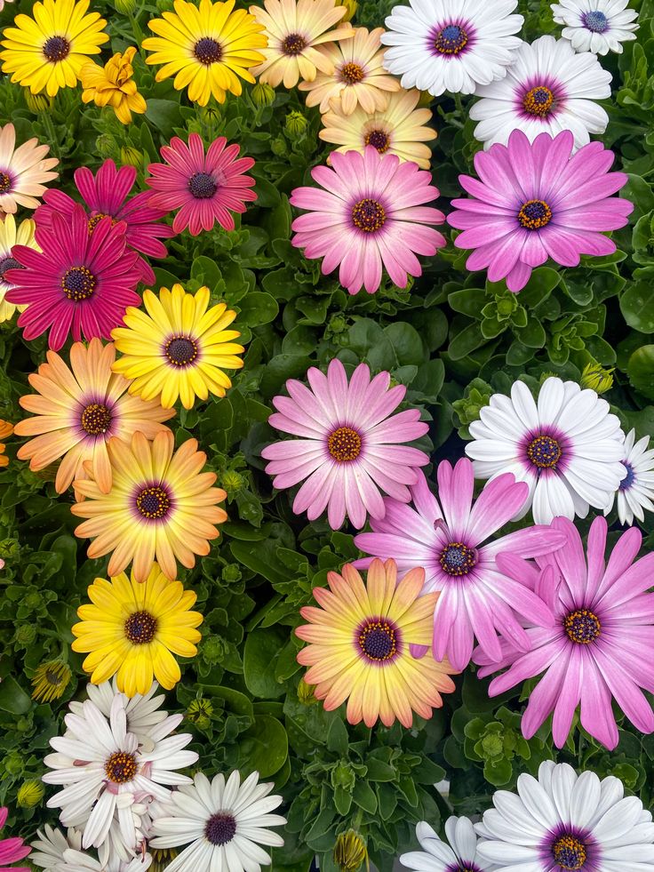 hat-giong-cuc-chau-phi-mix-mau-monseeds.webp Hạt giống Cúc Châu Phi mix màu MonSeeds cho hoa đa sắc