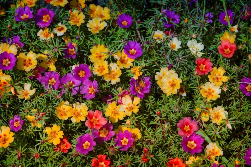 beautiful-colorful-portulaca-flowers-bloom-flower-bed-variety-colors-presented-close-up-128954271