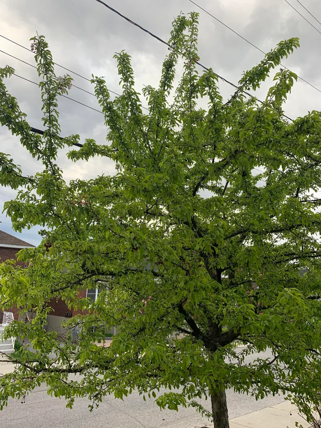 cherry-tree-not-flowering-v0-9hjcsys8xdy61