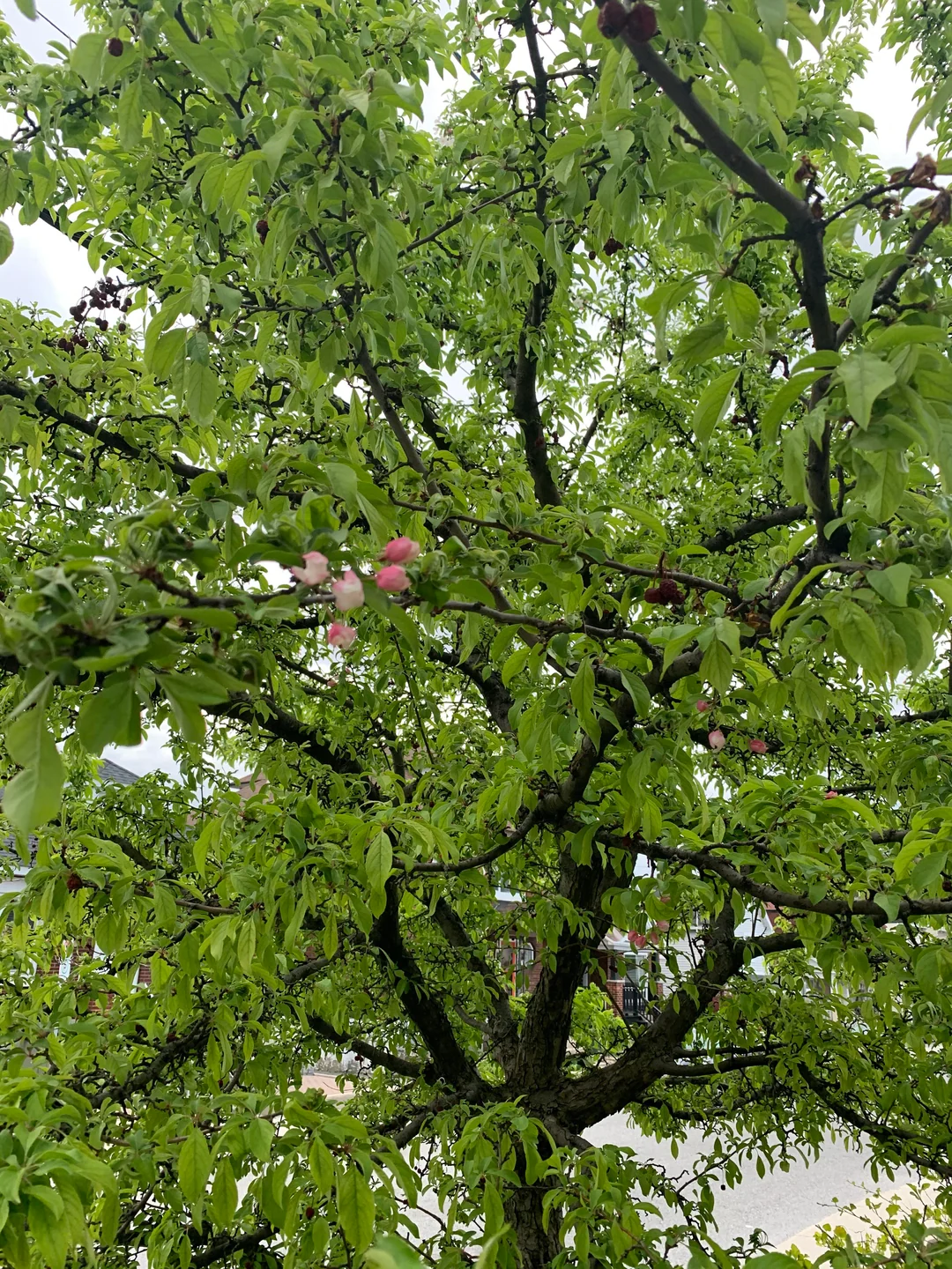 cherry-tree-not-flowering-v0-a2gr91t8xdy61