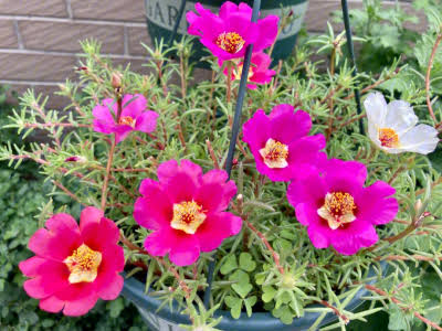 images (2)