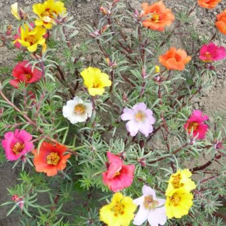 images