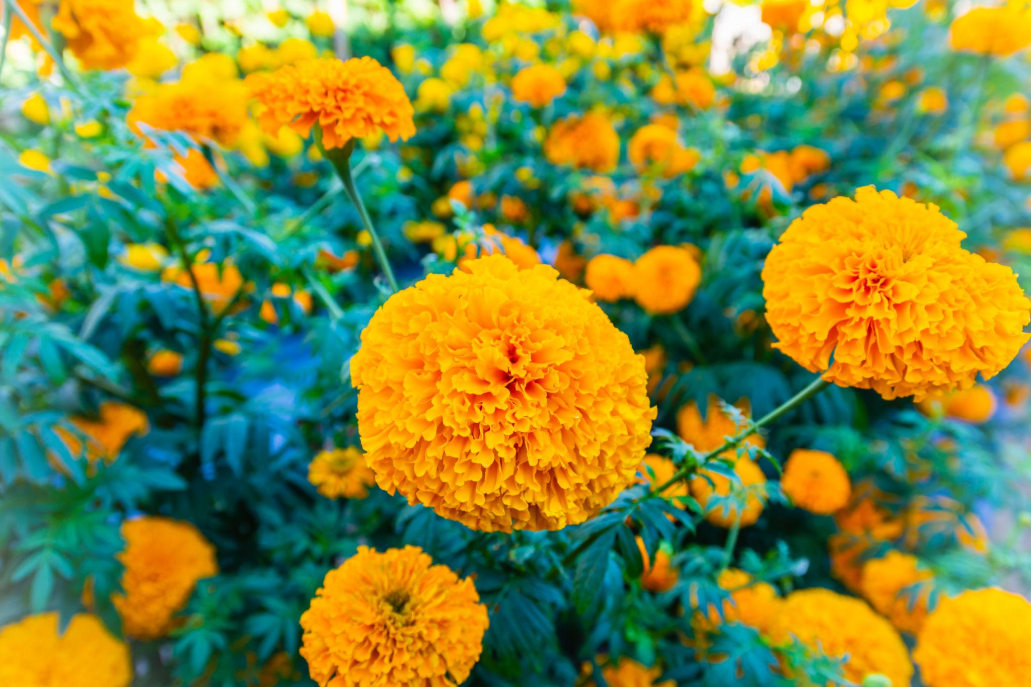 hat-giong-cuc-van-tho-my-vang-cam-monseeds.webp