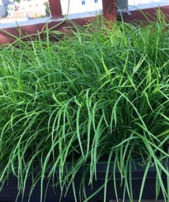 Hạt Giống Hẹ - Thơm Dịu Nhẹ, Vị Thuốc Dân Gian, Dễ Trồng Lâu Năm