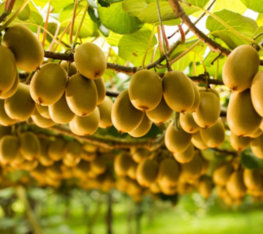 goi-hat-giong-kiwi-monseeds.webp