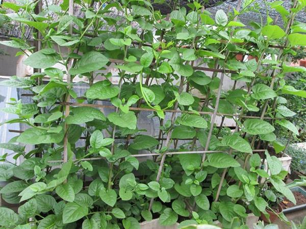 2-cach-trong-rau-mong-toi-khong-can-cham-bon-nhieu-ma-van-len-c--ch-tr---ng-rau-m---ng-t--i-trong-th--ng-x---p---1533545803-418-width600height450