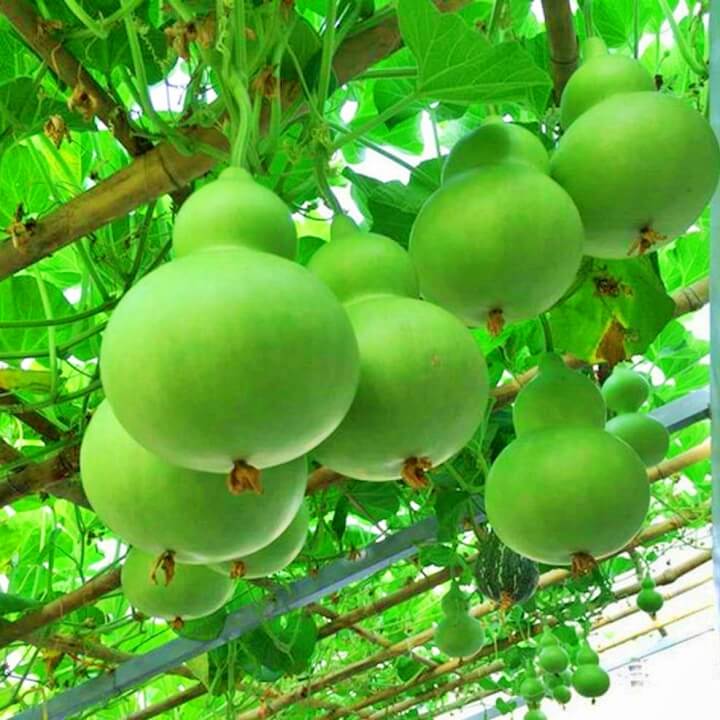 hat-bau-ho-lo-thuc-te.webp